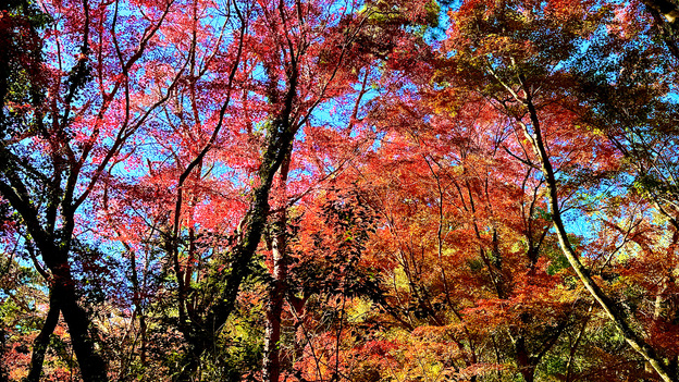 【四千坪の庭園】紅葉と温泉で心温まるひとときを