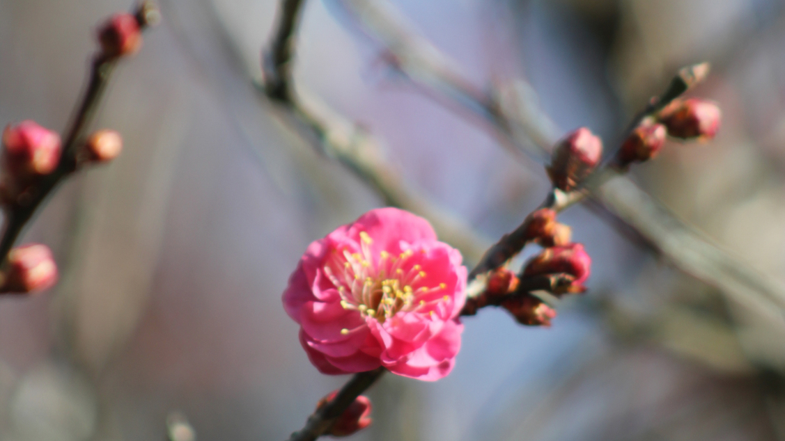 【四千坪の庭園】冬