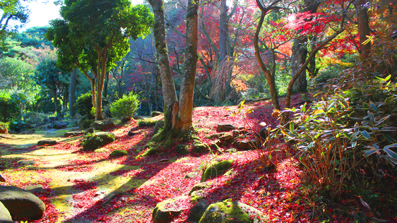 【四千坪の庭園】秋12月