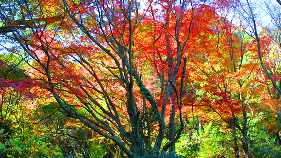 【四千坪の庭園】秋12月