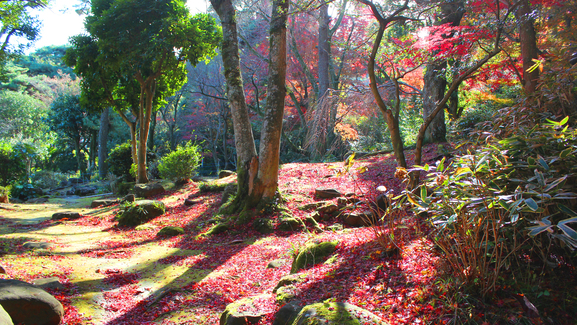 【四千坪の庭園】秋