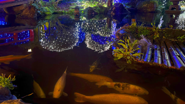 【四千坪の庭園】池とイルミネーション