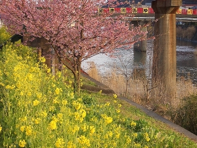 河津桜