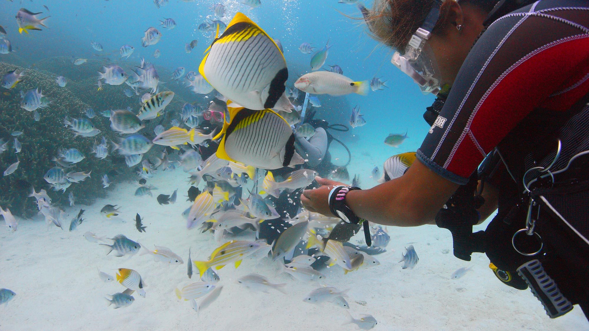 【アクティビティ】普段鑑賞できないお魚がこんなに寄ってきます！