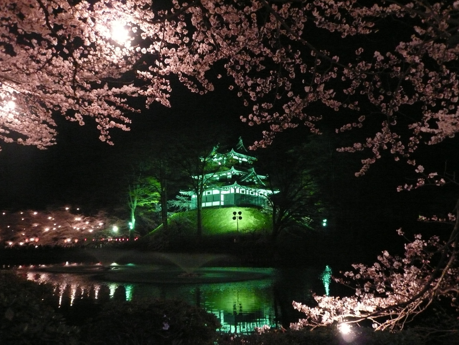 日本三大夜桜高田の夜桜