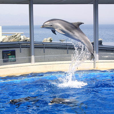 ［大分］ホテルＫＧから車で５分！大人気の水族館“;うみたまご”;はすぐそこ！