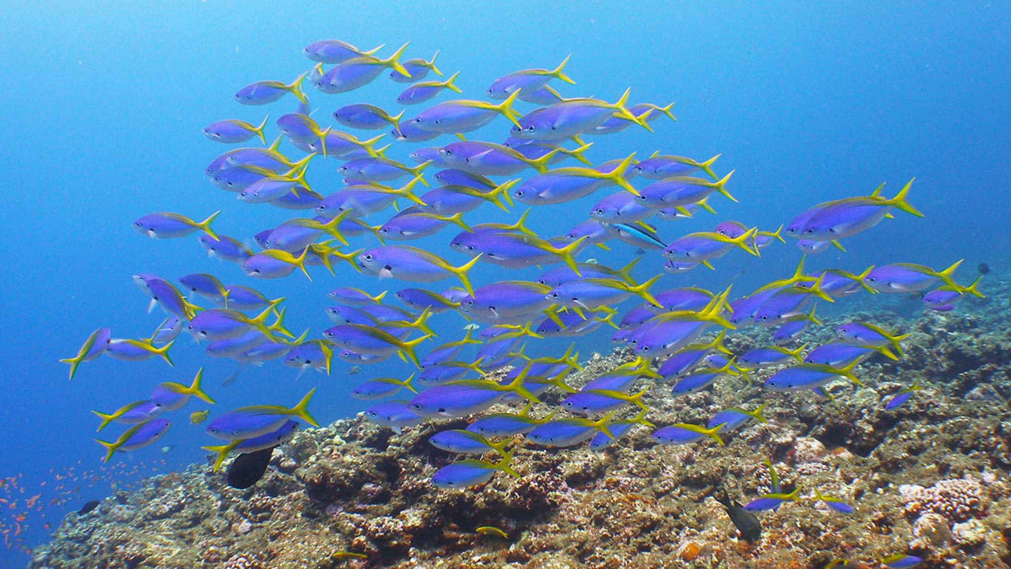 【ダイビング】色鮮やかな熱帯魚たちが海のいたるところで泳いでいます。