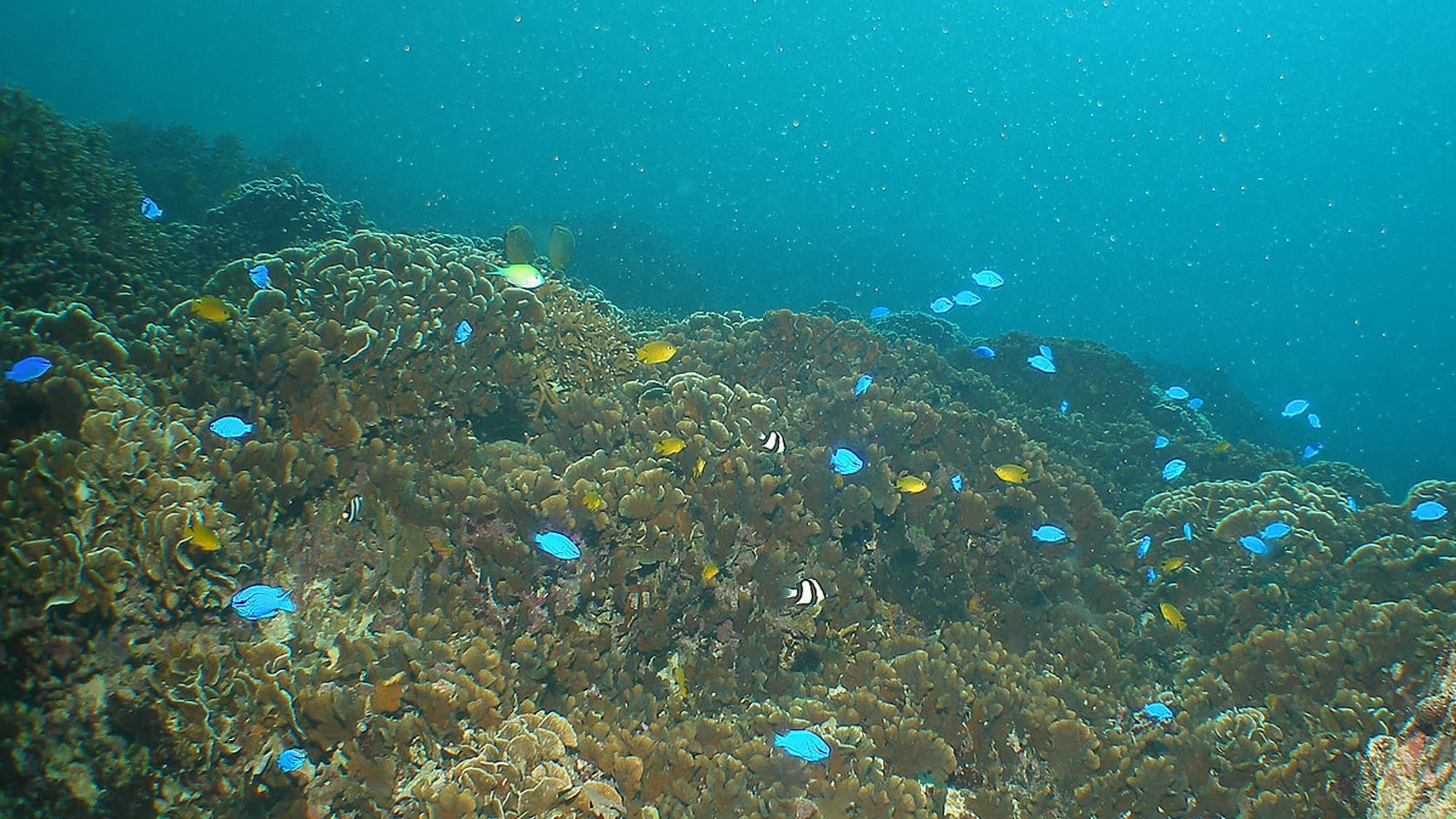 【ダイビング】サンゴの上を元気に泳ぎ回る熱帯魚たち。