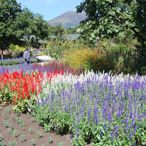 公園内に咲く季節の花