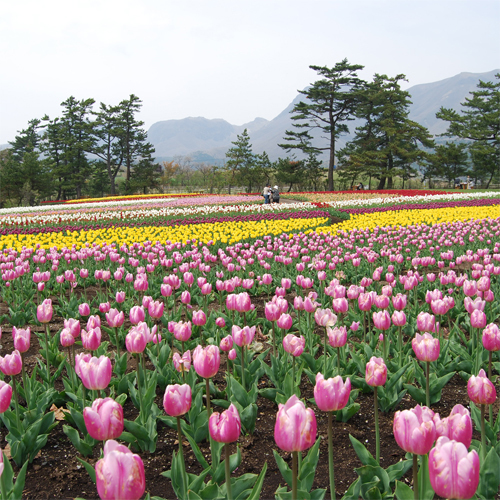 公園内に咲く季節の花