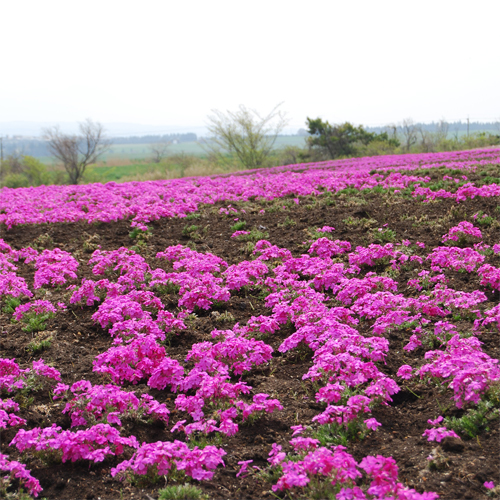 公園内に咲く季節の花