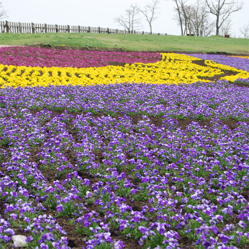 公園内に咲く季節の花