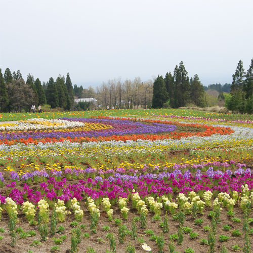 公園内に咲く季節の花