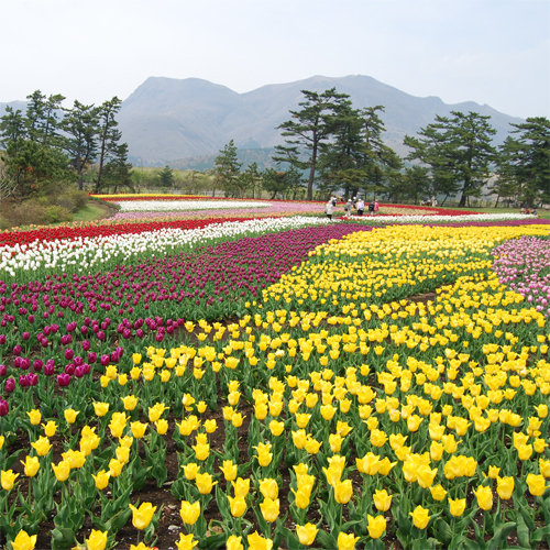 公園内に咲く季節の花