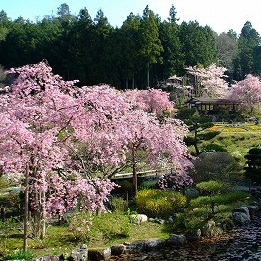 花の郷 滝谷花しょうぶ園（桜）