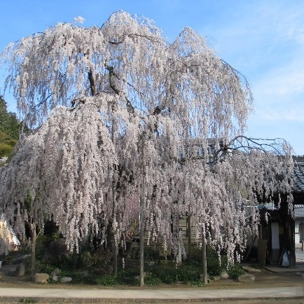 大野寺