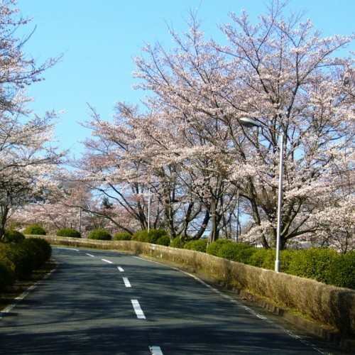 青蓮寺レークホテルの桜