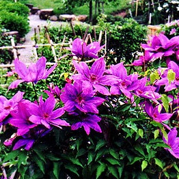 花の郷 滝谷花しょうぶ園（てっせん）