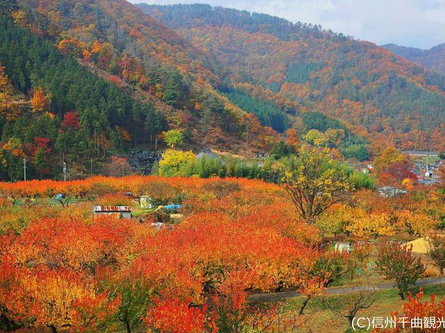 【あんずの里】紅葉の見頃は10月下旬(上田館からお車で20分)
