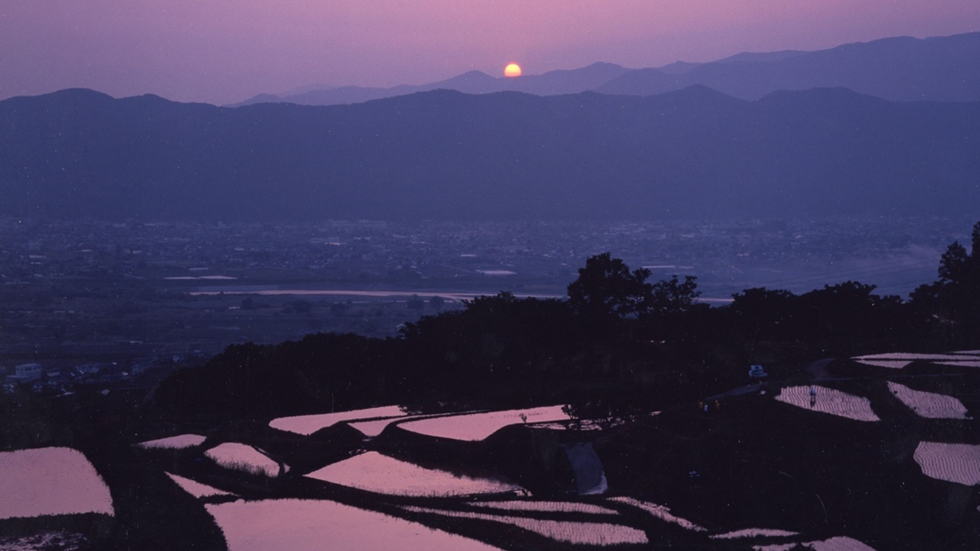 棚田②
