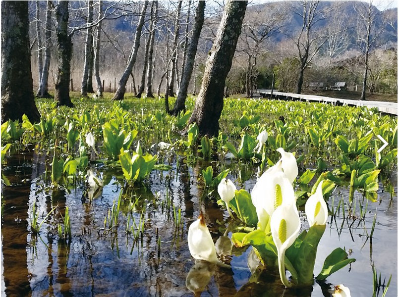 箱根湿生花園は３月１６日開園です