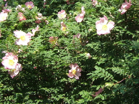 箱根町の花“;ハコネサンショウバラ”;