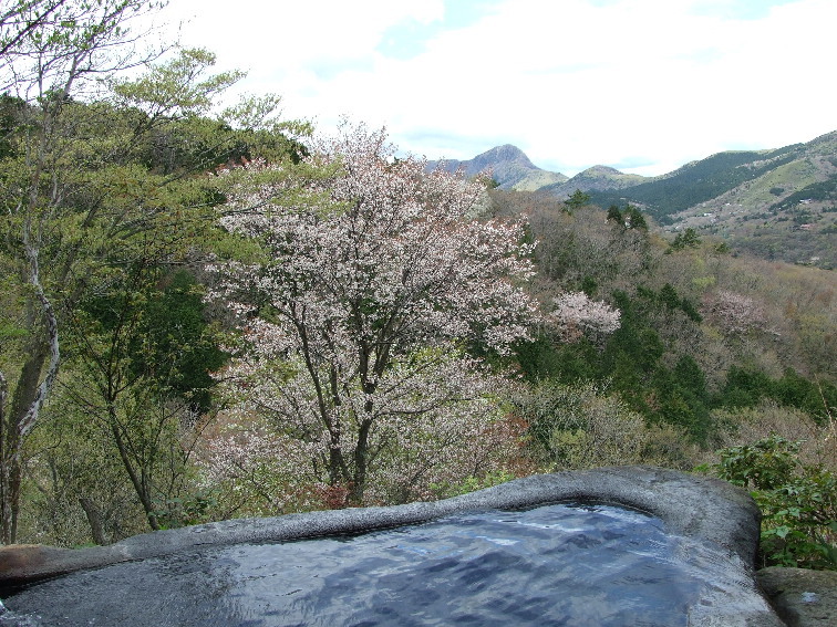 石風呂の目の前の山桜の木