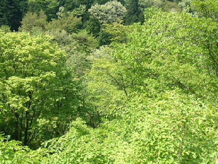 目の前の谷の新緑
