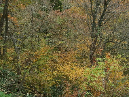 秋深く。谷の木々は柔かい色に紅葉します