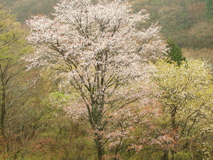 谷の山桜は五月が来る少し前に、開花します