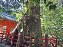 おすすめスポットパワースポット＊箱根神社＊に安産杉が聳え立ってます。ご婦人に大人気！