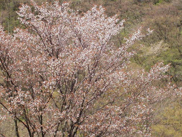 年毎に一回りずつ大きく伸びるこの桜の木は、四月の中ごろに花を咲かせます。“;ふたりじめ桜”;ですね