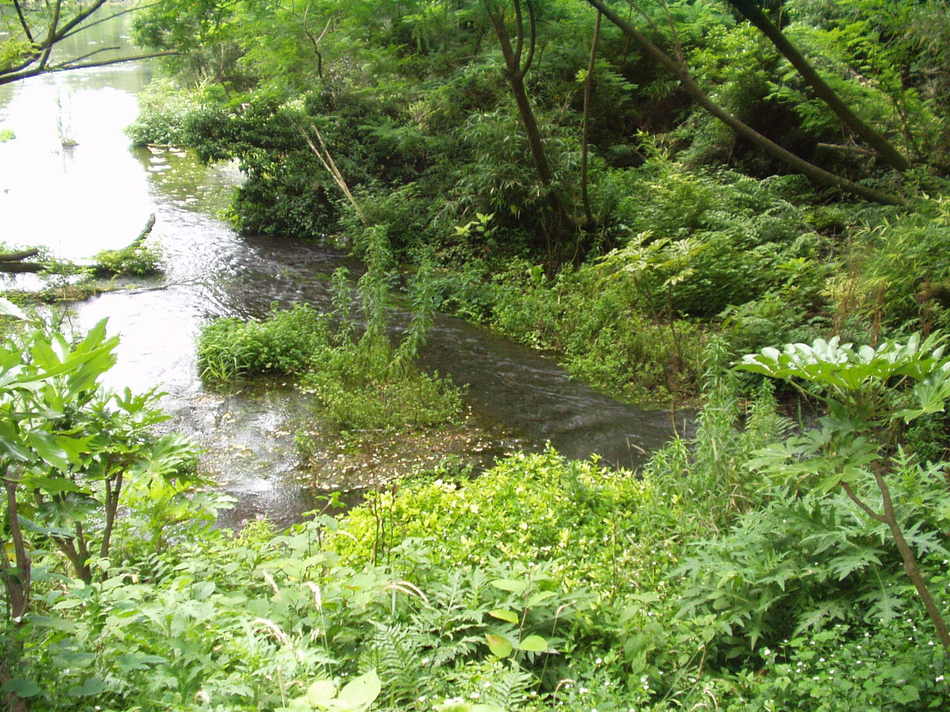 《柿田川》は富士山に降った雪や雨が地中にしみて、ここ《柿田川湧水群》で湧く湧き水だけの川