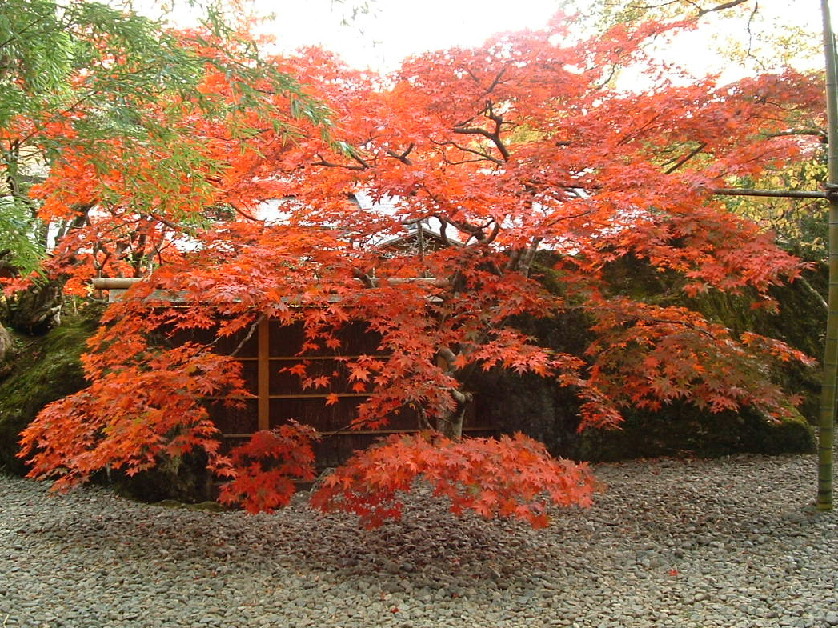 『箱根美術館』」秋の紅葉はテレビで中継もされるほどです。ケーブルカー「公園かみ」下車