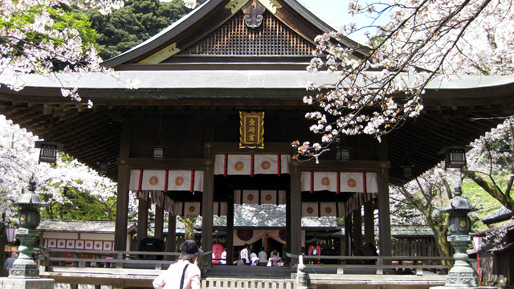 金崎宮春のシーズン桜♪