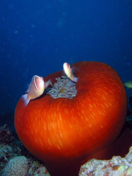 ハナビラクマノミ