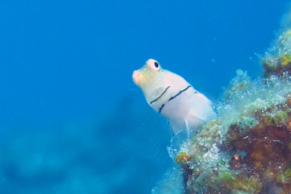 イシガキカエルウオ