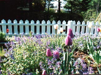 春の庭