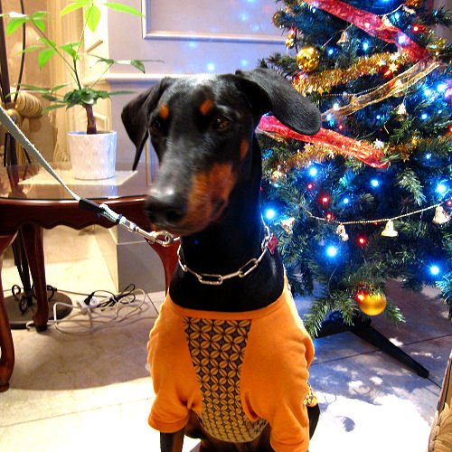 Doggies Dobernan Pinscher ”;riru”;