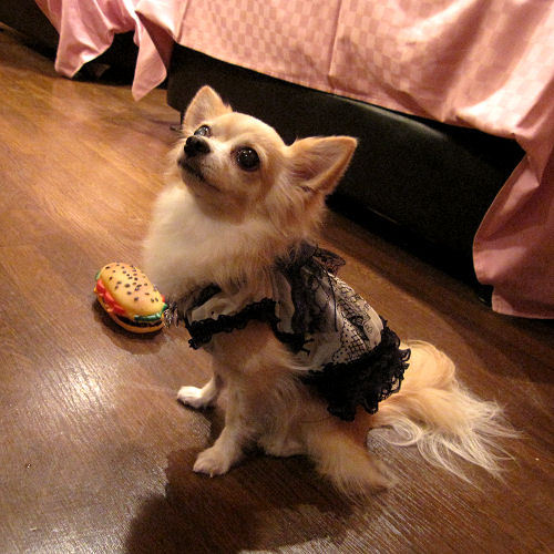 Doggies Chihuahua ”;powa”;