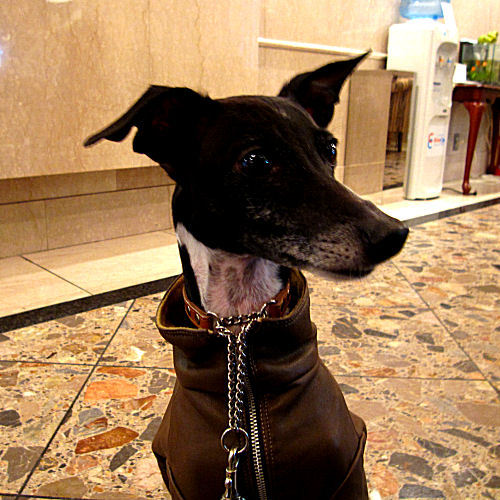 Doggies Italian Greyhound”;るぱん”;