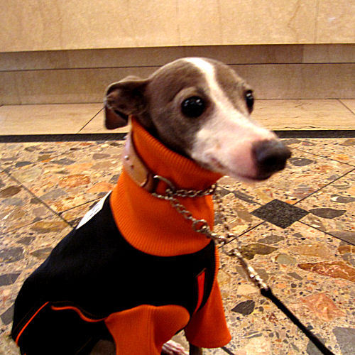 Doggies Italian Greyhound