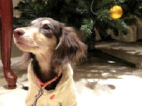 ブラクリダックス200150