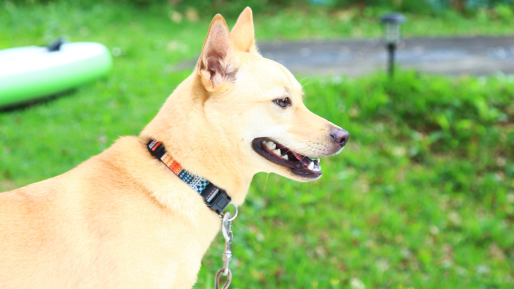 海すずめの看板犬*