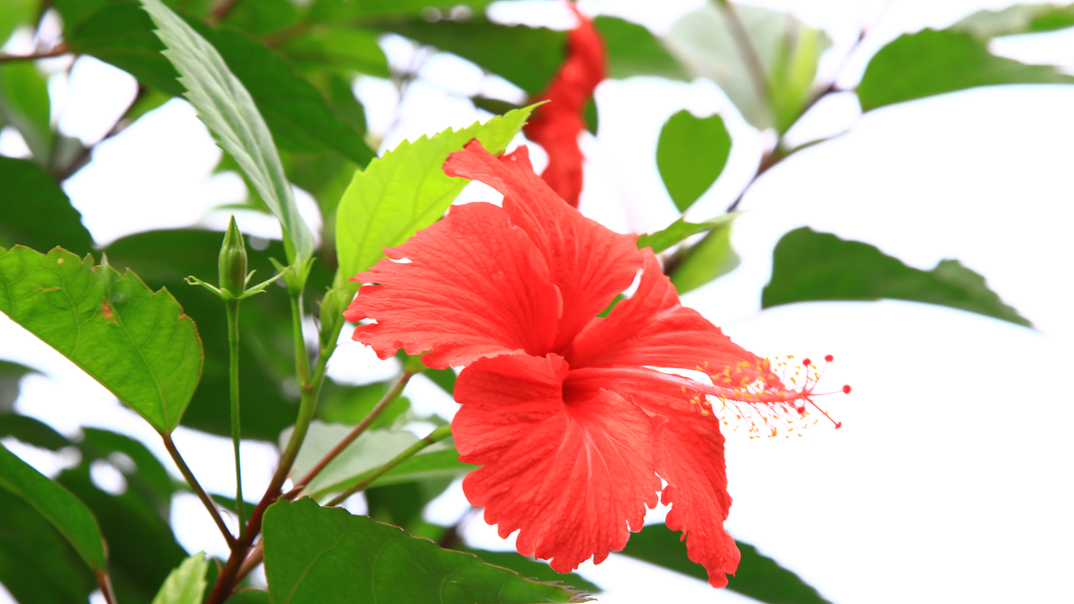 ハイビスカス*