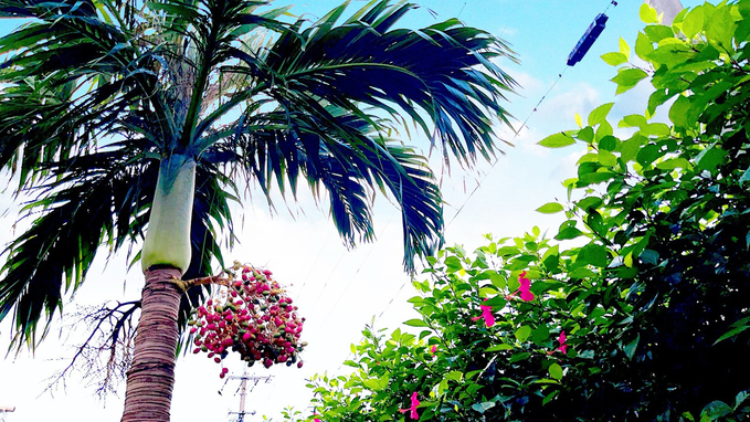 自然に囲まれた石垣島*