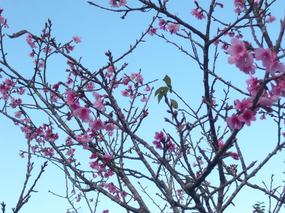 桃の花のような桜「緋寒桜」