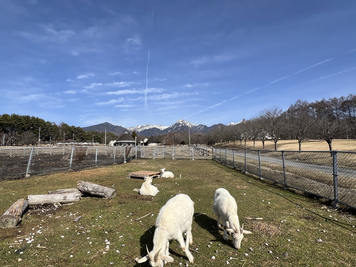 やぎの餌やり