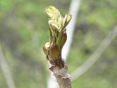 タラの芽