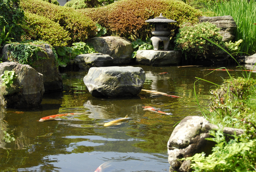 庭園の鯉